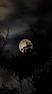 Preview wallpaper moon, branch, sky, dark