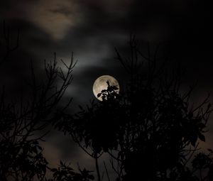 Preview wallpaper moon, branch, sky, dark