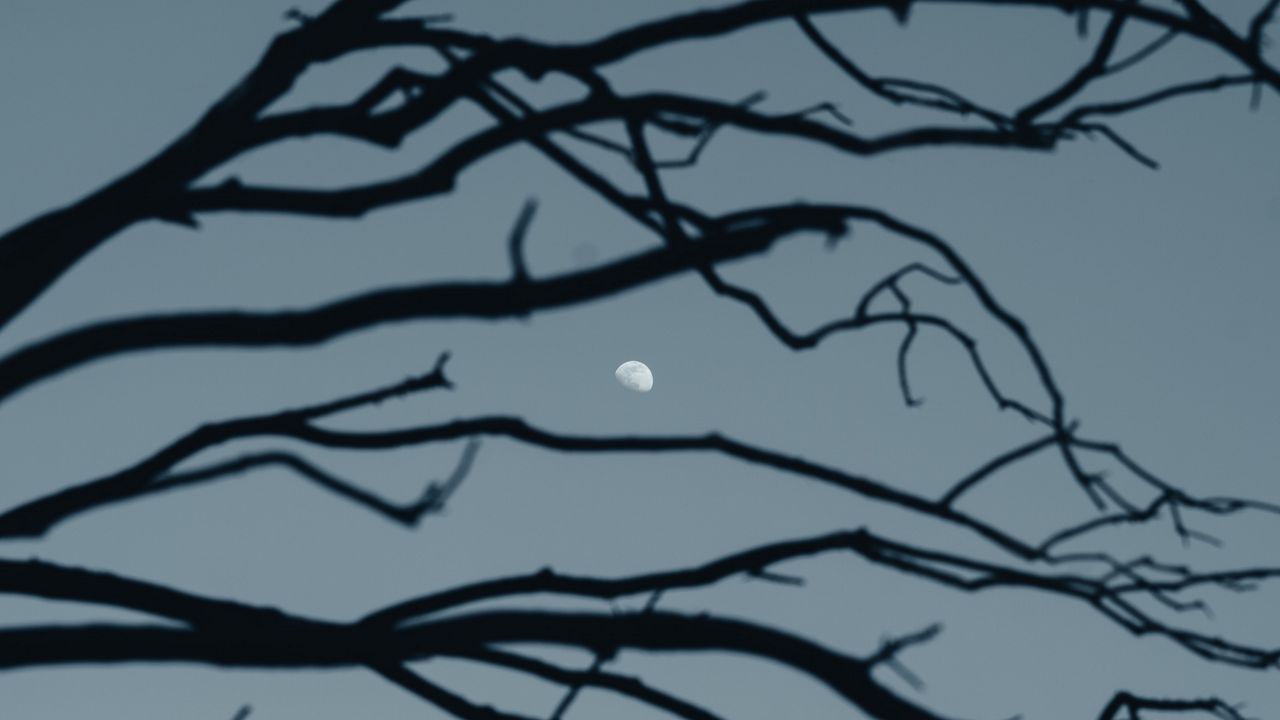 Wallpaper moon, branch, sky, evening