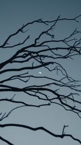 Preview wallpaper moon, branch, sky, evening