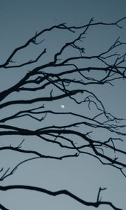 Preview wallpaper moon, branch, sky, evening