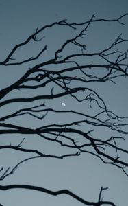 Preview wallpaper moon, branch, sky, evening