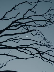 Preview wallpaper moon, branch, sky, evening