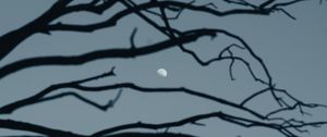 Preview wallpaper moon, branch, sky, evening