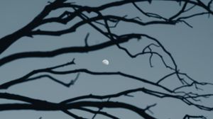 Preview wallpaper moon, branch, sky, evening
