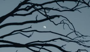 Preview wallpaper moon, branch, sky, evening