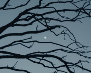Preview wallpaper moon, branch, sky, evening