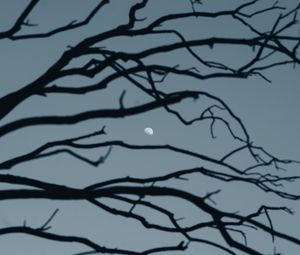 Preview wallpaper moon, branch, sky, evening
