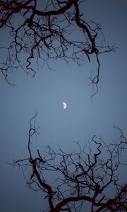 Preview wallpaper moon, branches, bottom view, night, sky