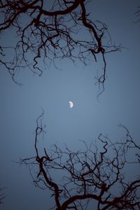 Preview wallpaper moon, branches, bottom view, night, sky