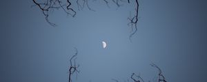 Preview wallpaper moon, branches, bottom view, night, sky