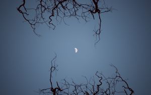 Preview wallpaper moon, branches, bottom view, night, sky
