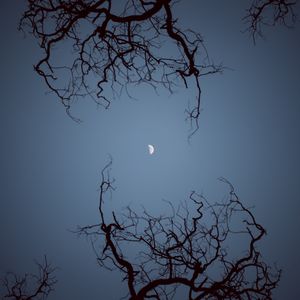 Preview wallpaper moon, branches, bottom view, night, sky