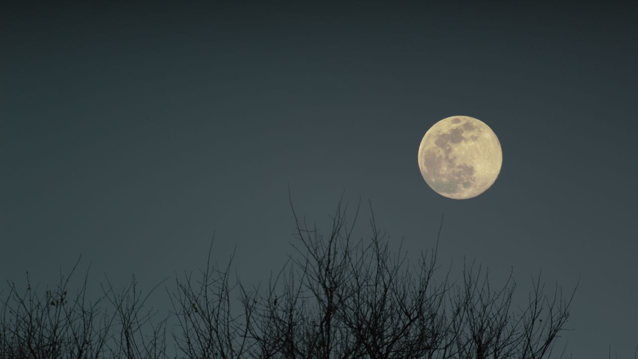 Wallpaper moon, branches, bushes, evening