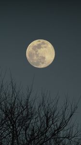 Preview wallpaper moon, branches, bushes, evening