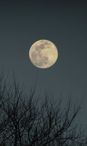 Preview wallpaper moon, branches, bushes, evening