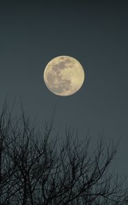Preview wallpaper moon, branches, bushes, evening