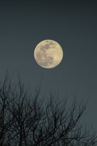 Preview wallpaper moon, branches, bushes, evening