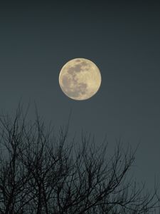Preview wallpaper moon, branches, bushes, evening