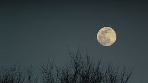 Preview wallpaper moon, branches, bushes, evening