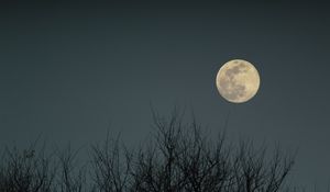 Preview wallpaper moon, branches, bushes, evening