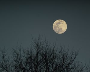 Preview wallpaper moon, branches, bushes, evening