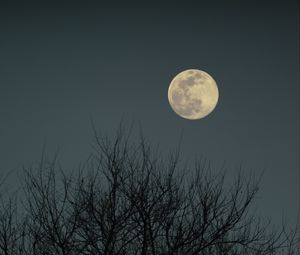 Preview wallpaper moon, branches, bushes, evening