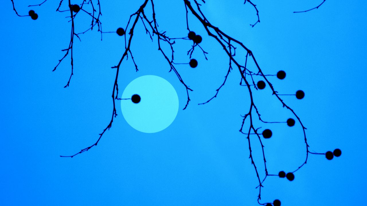 Wallpaper moon, branches, fruits