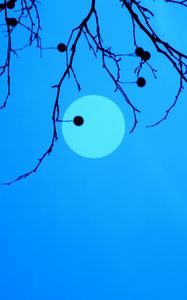 Preview wallpaper moon, branches, fruits