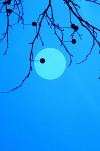 Preview wallpaper moon, branches, fruits