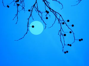 Preview wallpaper moon, branches, fruits