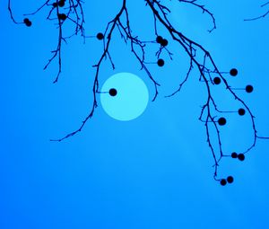 Preview wallpaper moon, branches, fruits