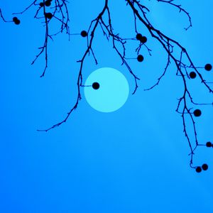 Preview wallpaper moon, branches, fruits