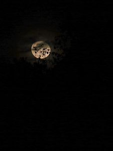 Preview wallpaper moon, branches, night, clouds, black