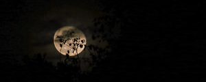 Preview wallpaper moon, branches, night, clouds, black