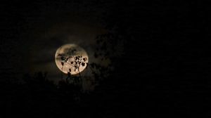 Preview wallpaper moon, branches, night, clouds, black