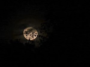 Preview wallpaper moon, branches, night, clouds, black