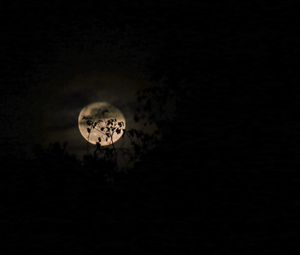 Preview wallpaper moon, branches, night, clouds, black
