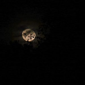 Preview wallpaper moon, branches, night, clouds, black