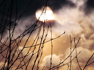 Preview wallpaper moon, branches, night, fog, kidneys, spring