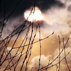 Preview wallpaper moon, branches, night, fog, kidneys, spring