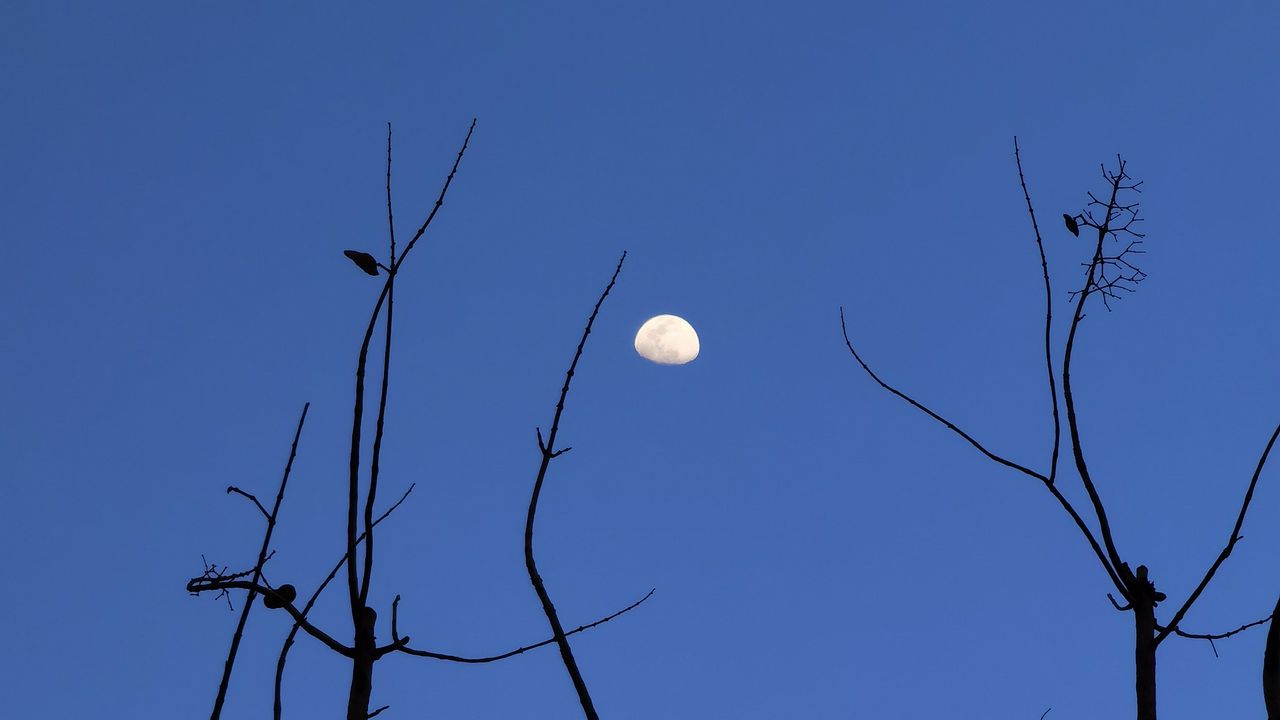 Wallpaper moon, branches, silhouette, evening