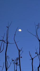 Preview wallpaper moon, branches, silhouette, evening