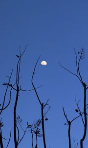 Preview wallpaper moon, branches, silhouette, evening