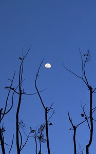 Preview wallpaper moon, branches, silhouette, evening
