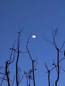 Preview wallpaper moon, branches, silhouette, evening