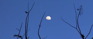 Preview wallpaper moon, branches, silhouette, evening