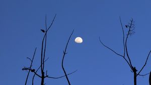 Preview wallpaper moon, branches, silhouette, evening