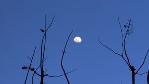 Preview wallpaper moon, branches, silhouette, evening
