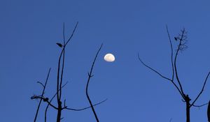 Preview wallpaper moon, branches, silhouette, evening